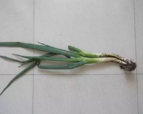 蔥小菌核病,水溶肥價(jià)格