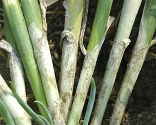 蔥小菌核病,腐植酸水溶肥廠(chǎng)家 蔥小菌核病,腐植酸水溶肥廠(chǎng)家