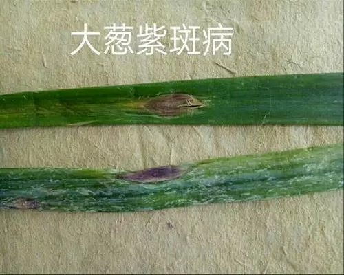 蔥紫斑病,保花保果葉面肥