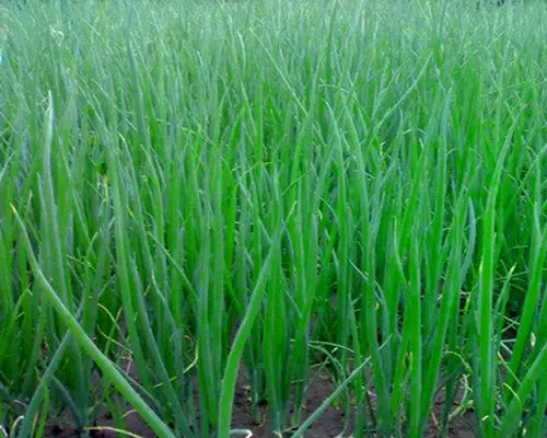 四季小香蔥,水溶肥桶廠家