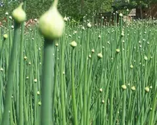大蔥抽薹,國(guó)內(nèi)水溶肥廠家排名