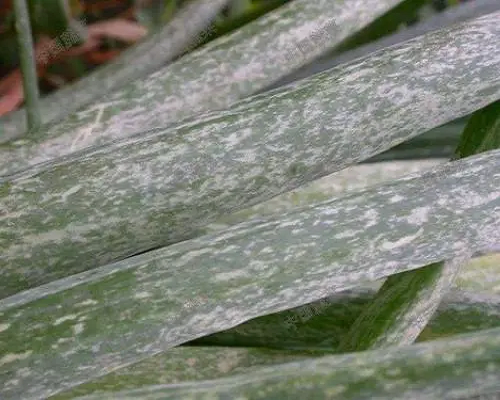 大蔥出現(xiàn)白點瘋,水溶沖施肥