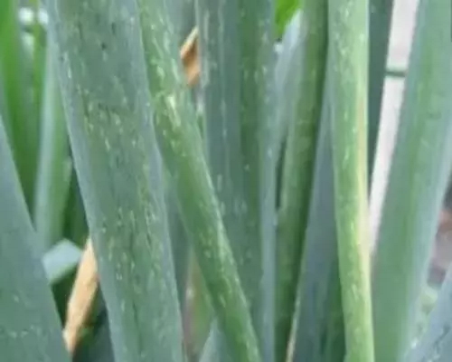 大蔥葉上有灰白色斑點,腐植酸水溶肥廠家 大蔥葉上有灰白色斑點,腐植酸水溶肥廠家