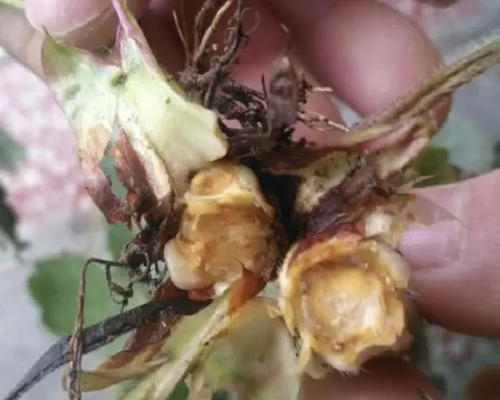紅根腐病,沖施肥廠家 紅根腐病,沖施肥廠家