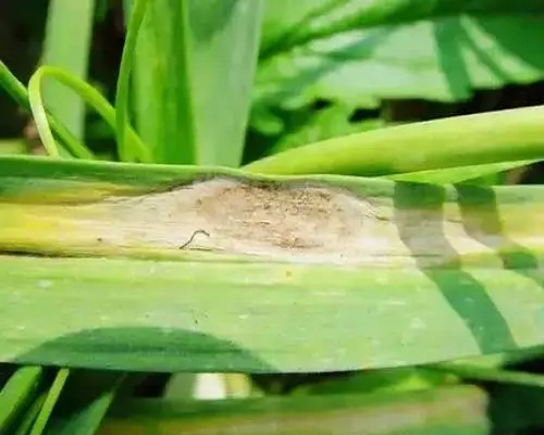 煤斑病,國產(chǎn)最好的水溶肥牌子 煤斑病,國產(chǎn)最好的水溶肥牌子