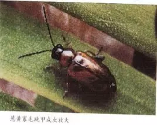 蔥黃寡毛跳甲,進(jìn)口葉面肥沖施肥十大品牌