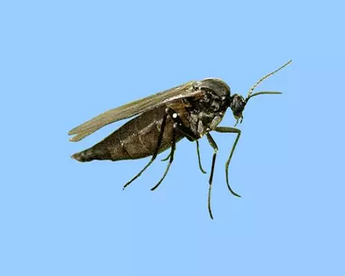 韭菜遲眼蕈蚊,國(guó)內(nèi)水溶肥廠家排名