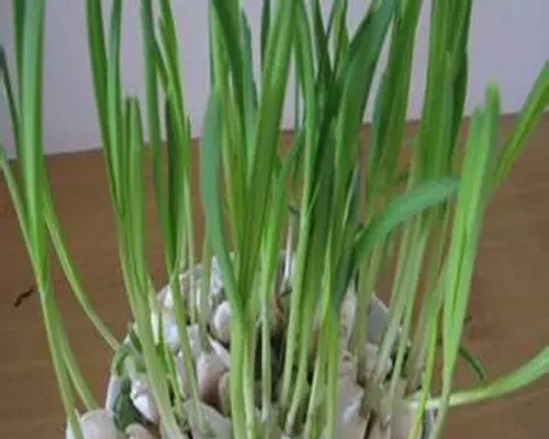大蒜缺硼,有機葉面肥 大蒜缺硼,有機葉面肥