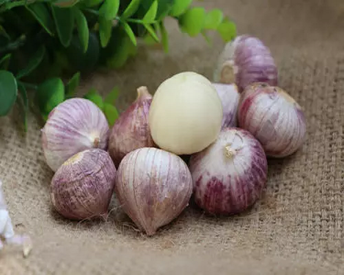 大蒜獨(dú)頭蒜,國內(nèi)最好的葉面肥品牌