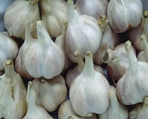 成蒜早4號(hào),沖施肥廠家