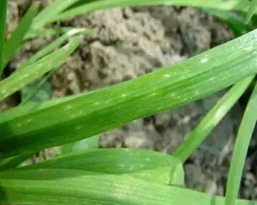 菱蔫病毒病,國產最好的水溶肥牌子 菱蔫病毒病,國產最好的水溶肥牌子