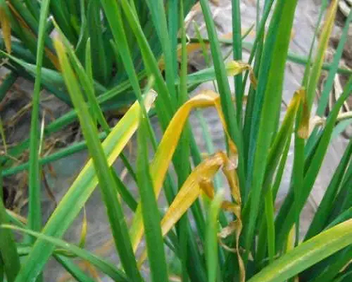 銹病,國內水溶肥廠家排名