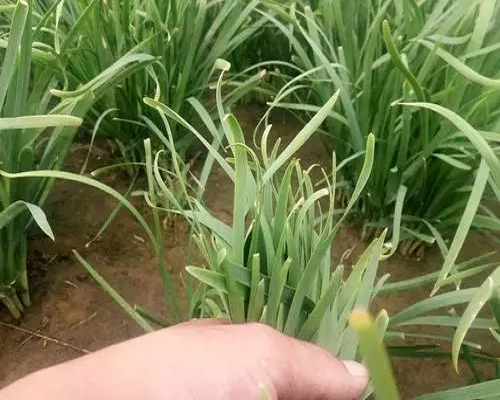 韭菜缺鐵,有機(jī)水溶肥 韭菜缺鐵,有機(jī)水溶肥