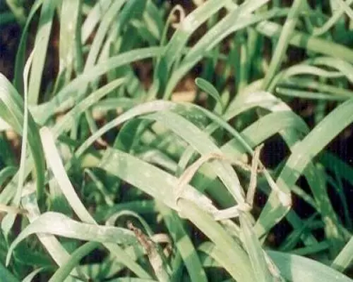韭菜肥害,國(guó)產(chǎn)最好的水溶肥牌子 韭菜肥害,國(guó)產(chǎn)最好的水溶肥牌子