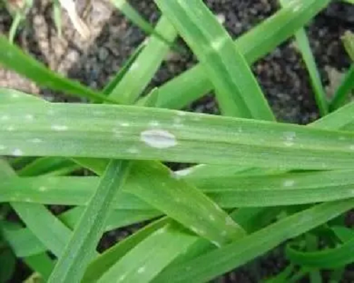 韭菜葉片白點(diǎn),有機(jī)水溶肥