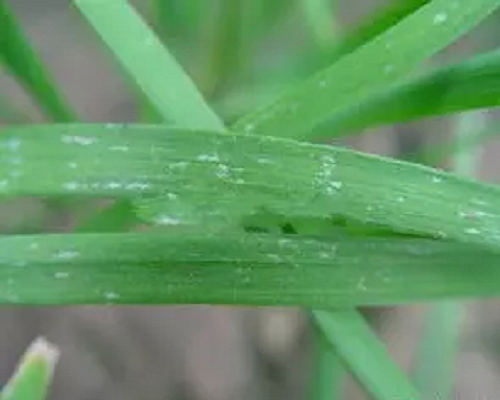 韭菜葉片白點(diǎn),有機(jī)葉面肥 韭菜葉片白點(diǎn),有機(jī)葉面肥
