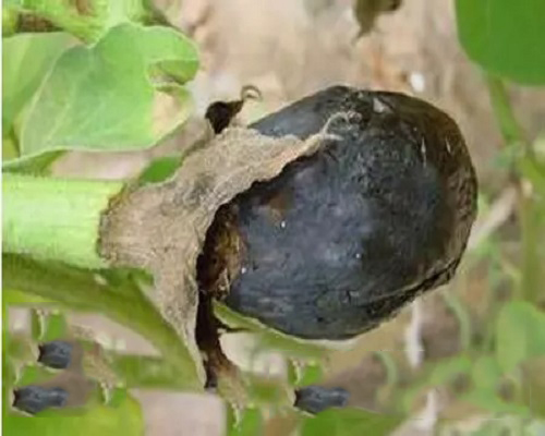 黑根霉果腐病,中國(guó)葉面肥十大品牌