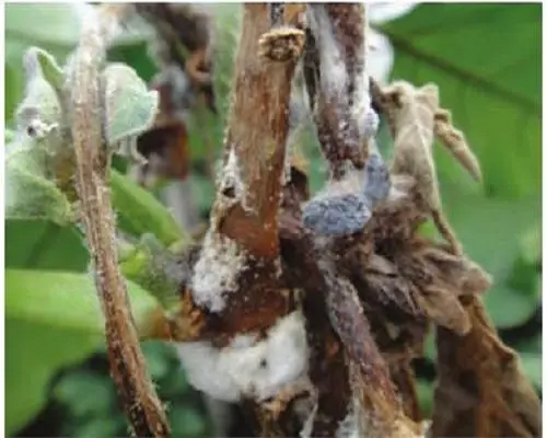 菌核病,沖施肥價格 菌核病,沖施肥價格