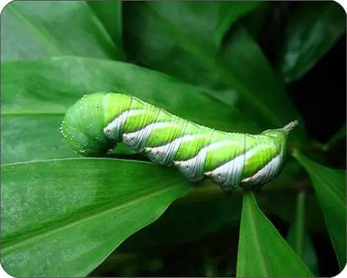 芝麻天蛾,有機(jī)葉面肥批發(fā)價(jià)格