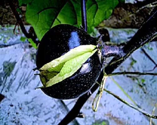 茄子裂果,有機(jī)沖施肥