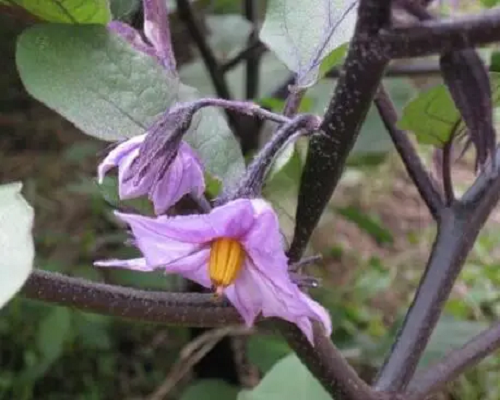 茄子畸形花,果樹葉面肥 茄子畸形花,果樹葉面肥