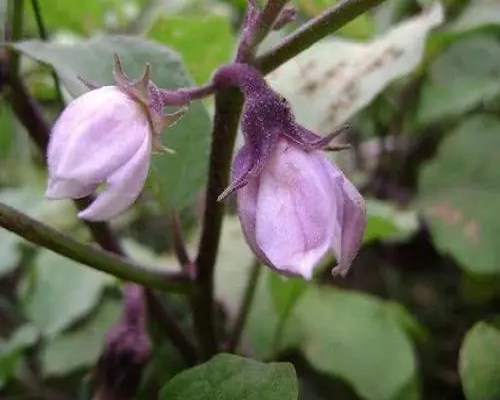 茄子落花,水溶肥生產(chǎn)廠家 茄子落花,水溶肥生產(chǎn)廠家