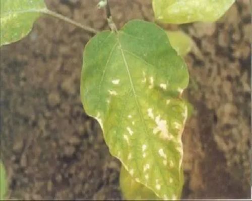 茄子氨氣中毒,水溶肥哪家好 茄子氨氣中毒,水溶肥哪家好