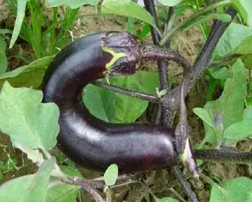 茄子錳過(guò)量,葉面肥品牌