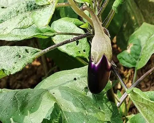 茄子果實(shí)頂部果肉下陷,噴施葉面肥