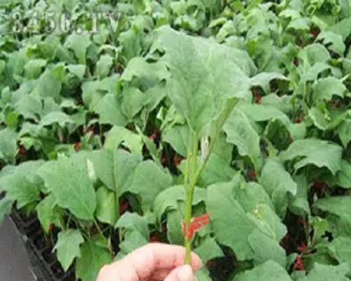 茄子老化苗,進口沖施肥 茄子老化苗,進口沖施肥