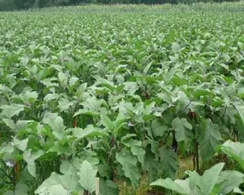 茄子落花落果,什么葉面肥最好 茄子落花落果,什么葉面肥最好