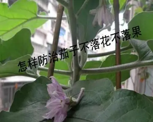 茄子落花落果,國產(chǎn)最好的水溶肥牌子