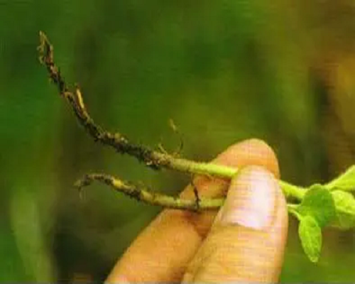 茄子漚根,生根沖施肥