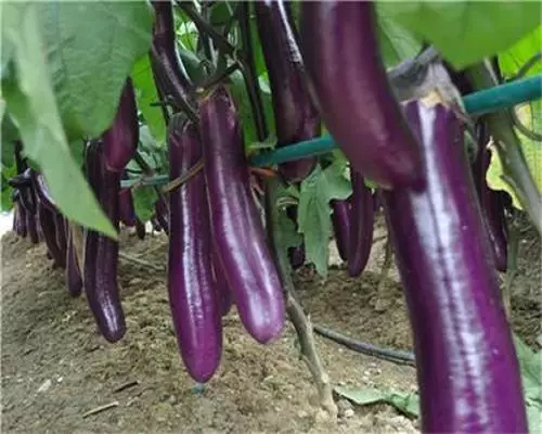 蓉雜茄8號,有機水溶肥