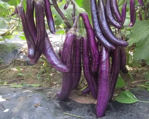 航茄8號,微量元素水溶肥