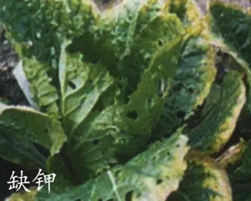 甘藍缺鉀,草莓沖施肥