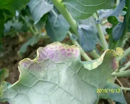 甘藍(lán)缺磷,氨基酸葉面肥 甘藍(lán)缺磷,氨基酸葉面肥