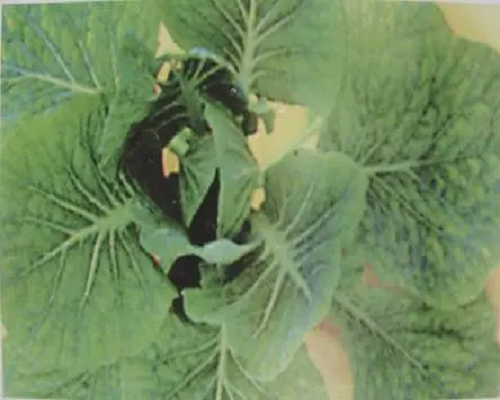 甘藍(lán)缺鎂,氨基酸沖施肥