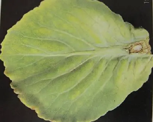 甘藍缺硼,有機水溶肥廠家