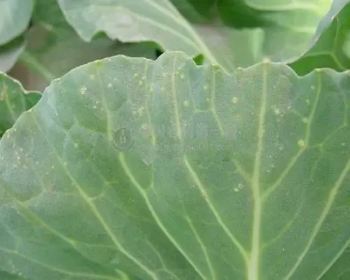 甘藍缺硼,河南水溶肥廠家