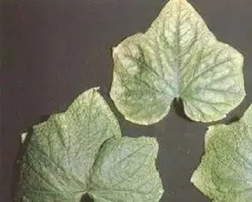 甘藍缺銅,葉面肥磷酸二氫鉀 甘藍缺銅,葉面肥磷酸二氫鉀