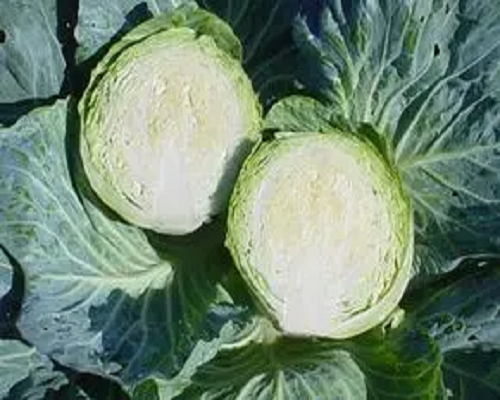 結(jié)球甘藍(lán)水腫,腐殖酸水溶肥 結(jié)球甘藍(lán)水腫,腐殖酸水溶肥