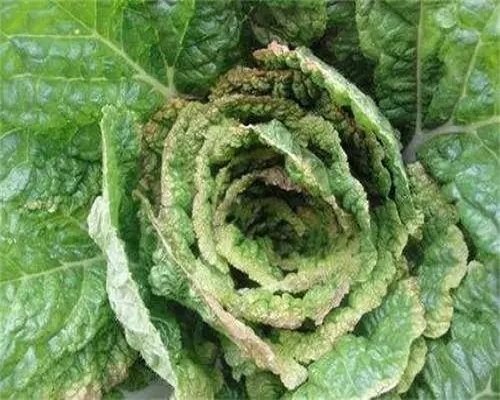 甘藍干燒心,水稻葉面肥 甘藍干燒心,水稻葉面肥