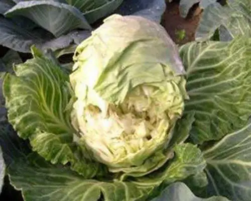 甘藍葉球開裂,大量元素沖施肥批發(fā)
