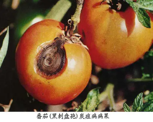 黑刺盤(pán)孢炭疽病,番茄沖施肥批發(fā)