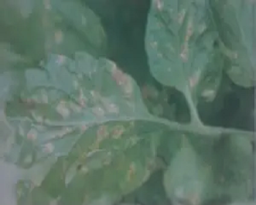 灰斑病,水溶肥設(shè)備生產(chǎn)廠家